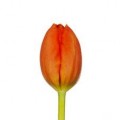 Tulips - Orange